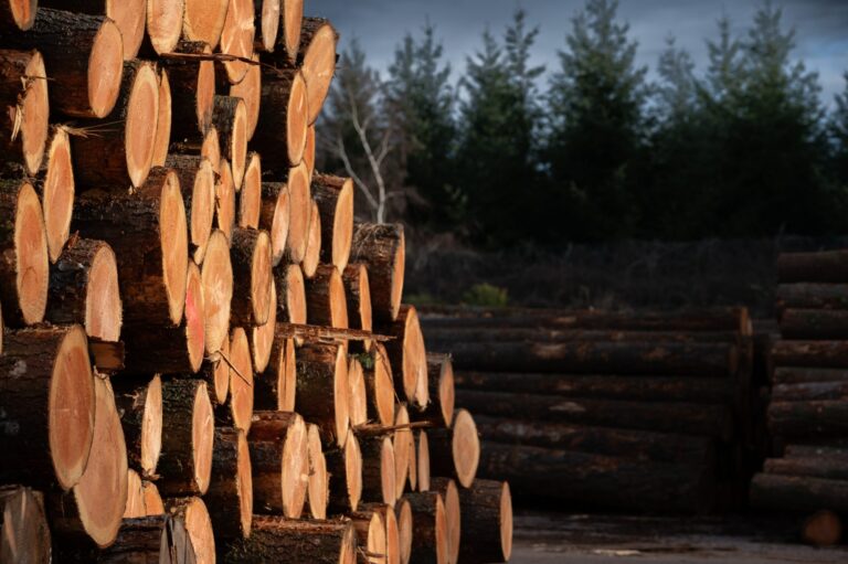Bois français – engagement environnemental Cosylva à Langladure